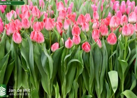 Tulipa Up Pink (2)